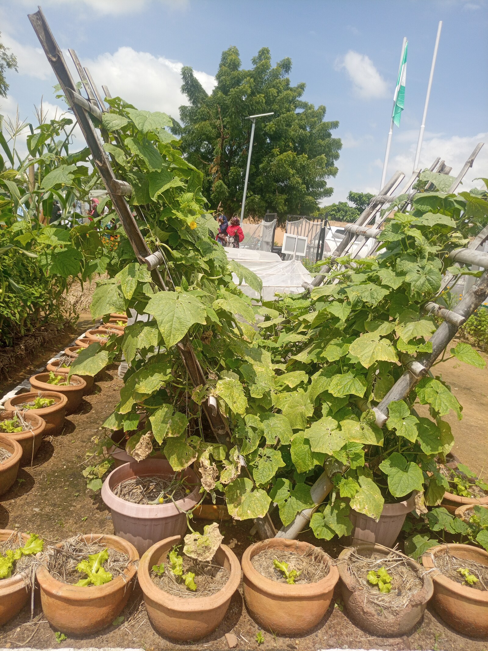 Real cucumber vines growing from large containers beside stable angled supports in an outdoor garden
