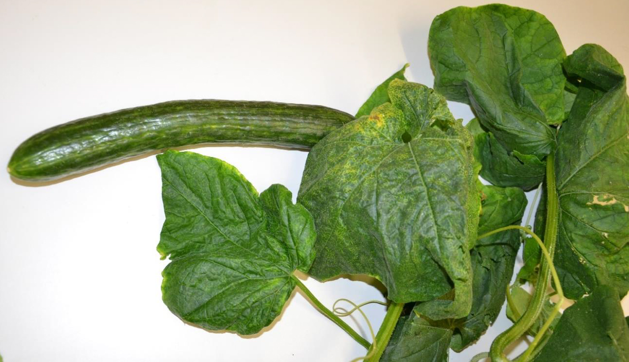 Cucumber vine and fruit with curled, mottled leaves affected by watermelon mosaic virus