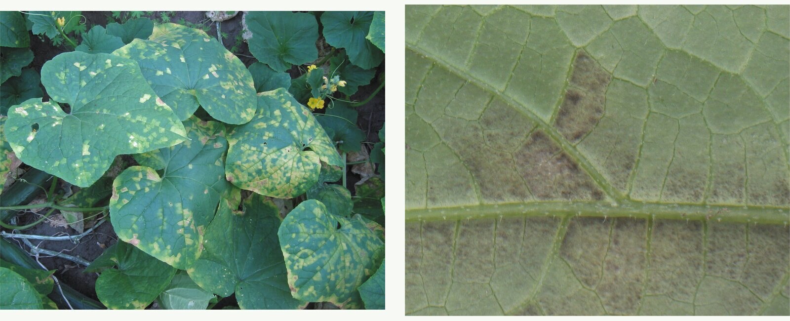 Two genuine cucumber photographs showing angular yellow lesions on upper leaf surfaces and dark sporulation on a leaf underside