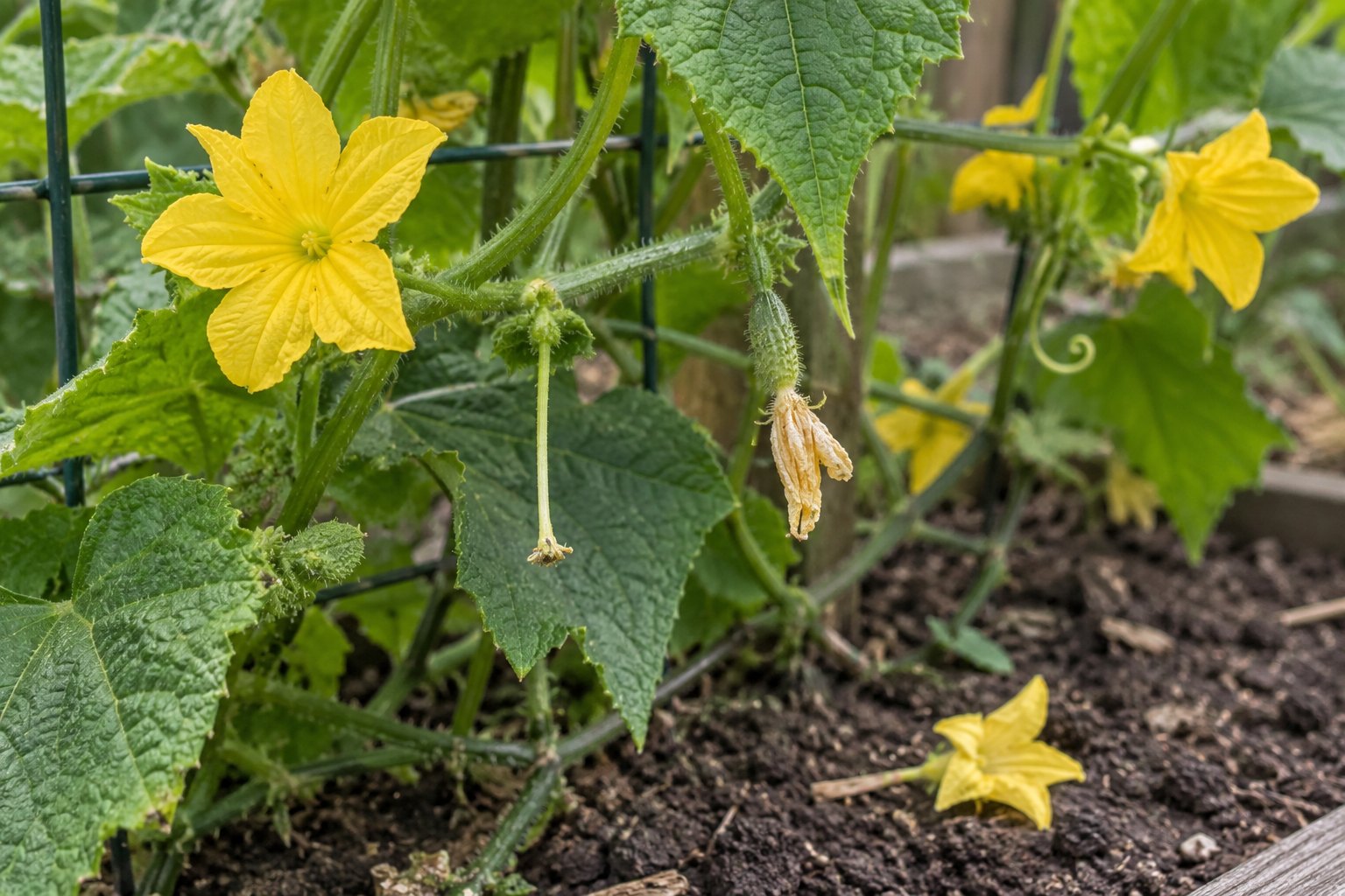 Illustration of cucumber blossoms, an empty flower stalk, and a small ovary beneath a spent blossom