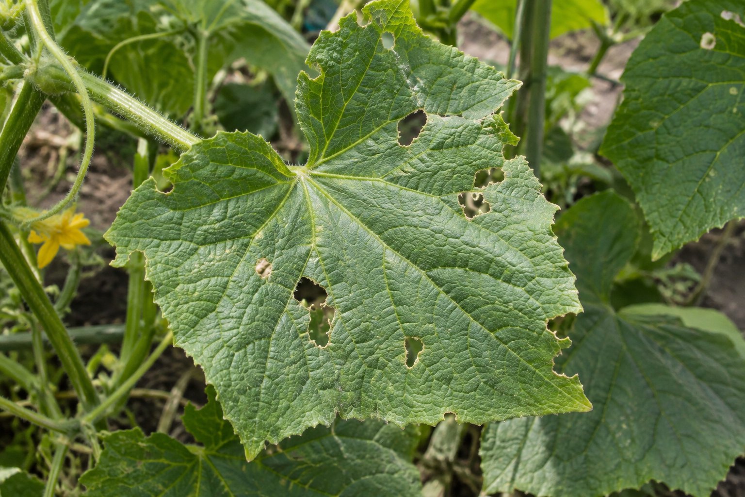 Illustration of a lobed cucumber leaf with irregular chewed holes and missing tissue along its edge