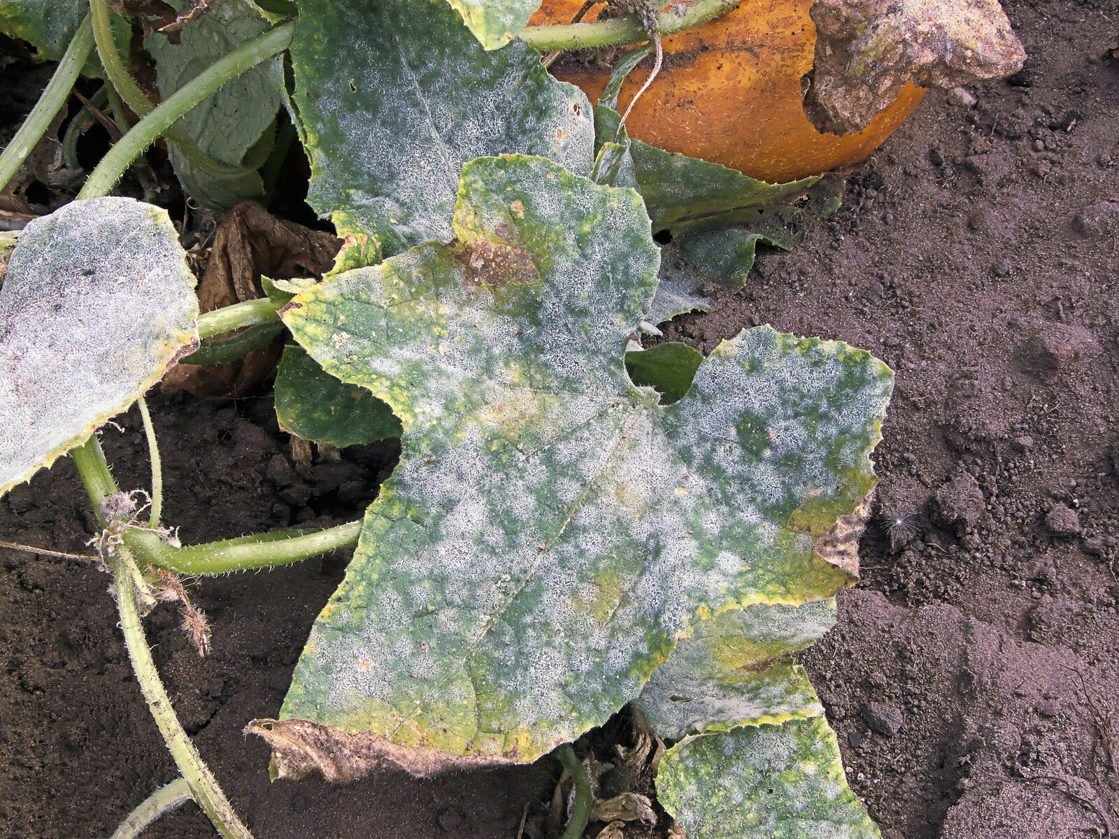 Genuine cucumber leaves with extensive white powder-like growth consistent with powdery mildew