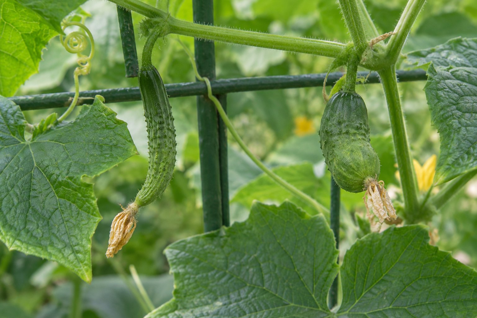 AI-generated illustration of two attached cucumber fruits with a curved narrow shape and uneven thickening