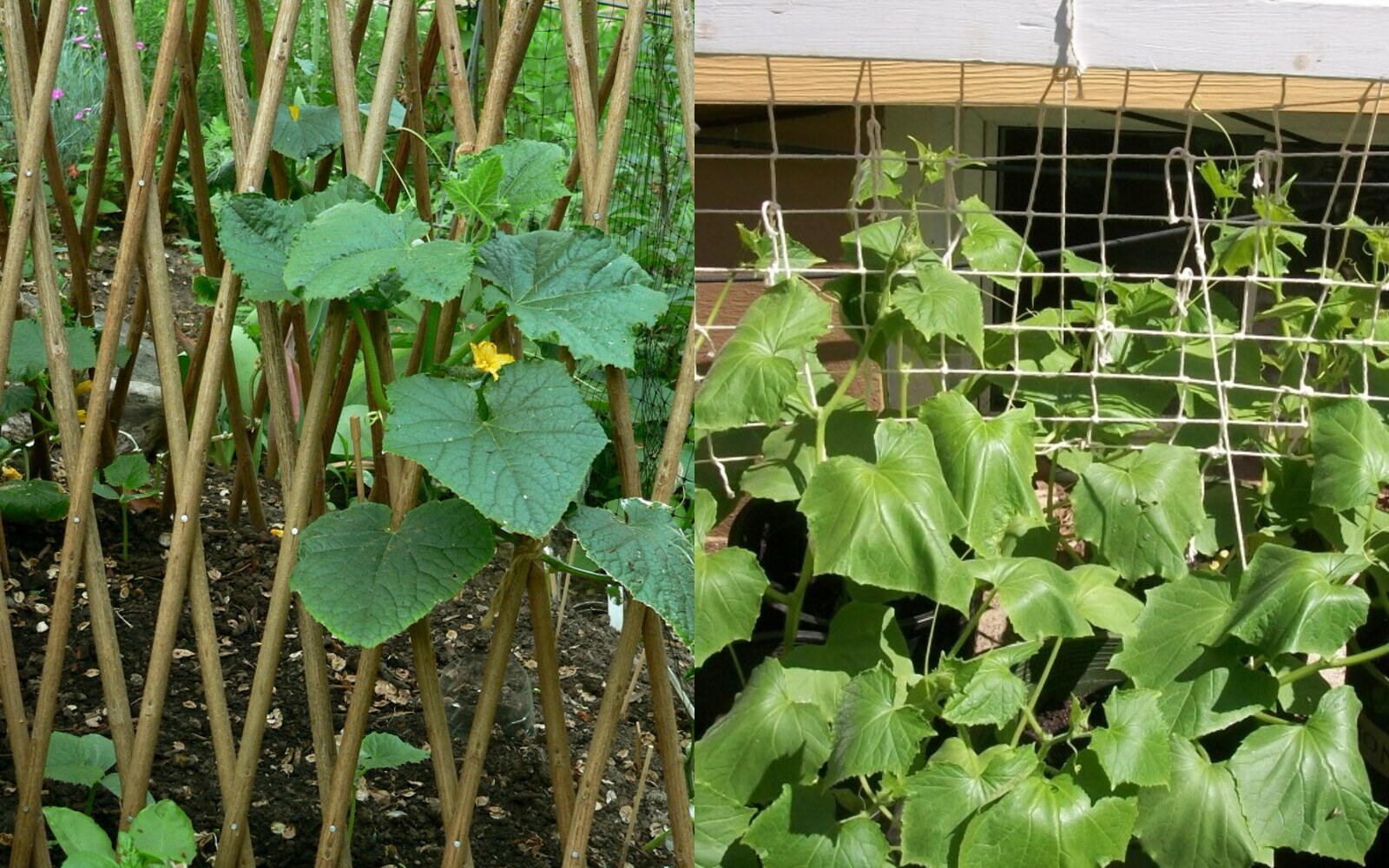 Two real cucumber trellises showing a support base and lattice on the left and healthy young vines reaching a tied string grid on the right