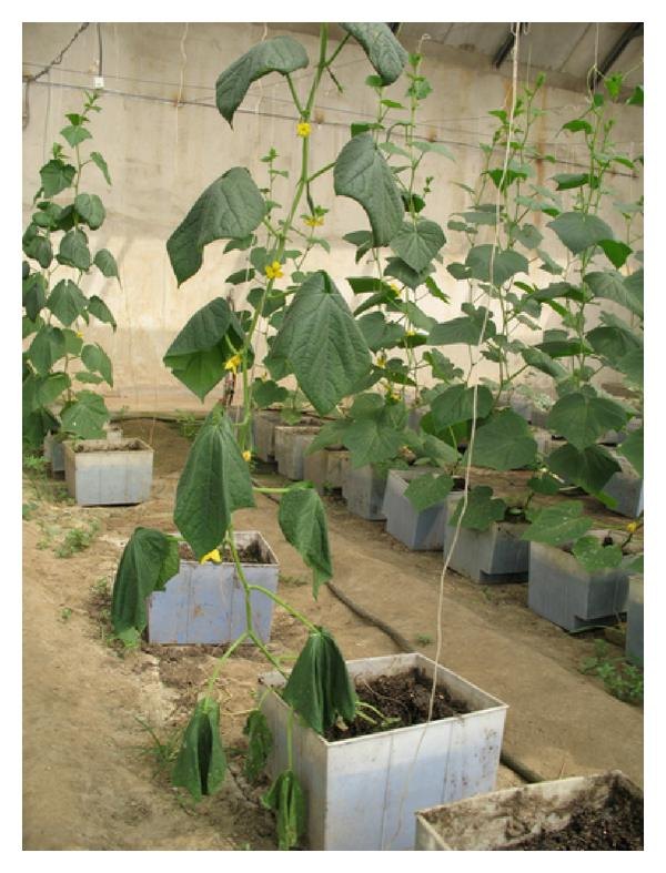 Greenhouse cucumber plant with limp lower leaves hanging beside an upright neighboring vine
