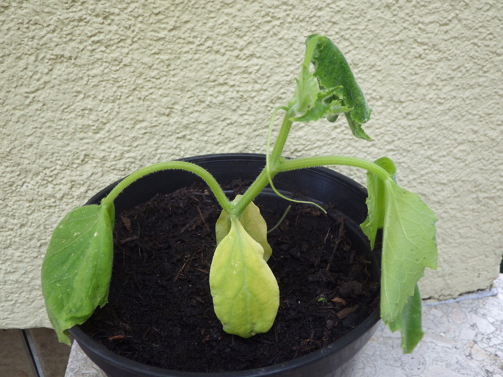Potted cucumber seedling with yellowing and limp lower leaves