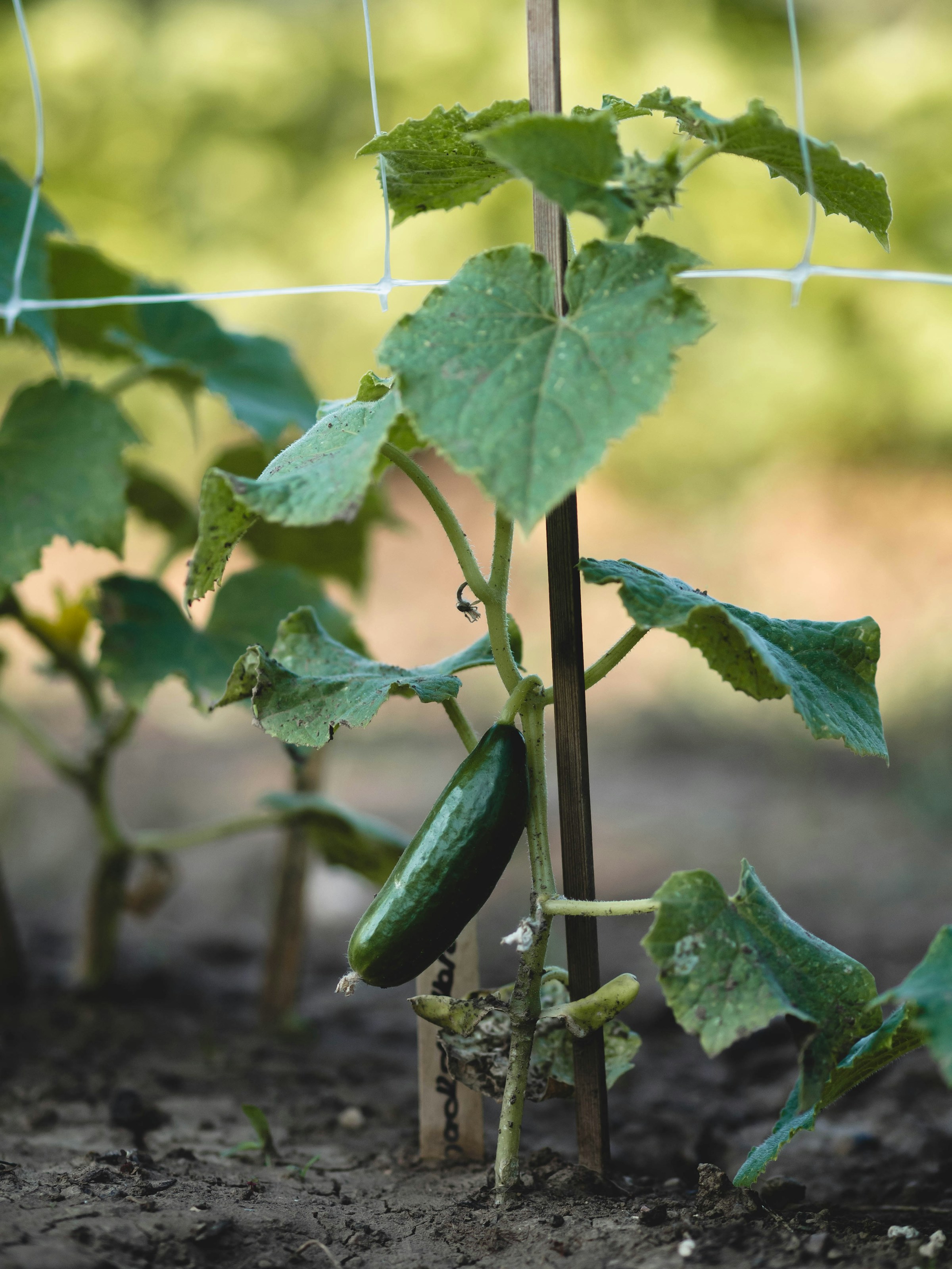 Healthy cucumber fruit on a vine used as a firm-fruit baseline before comparing actual soft, water-soaked, sunken, or collapsing rot symptoms