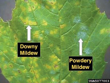 Real grape leaf comparison showing downy mildew on the left and powdery mildew on the right