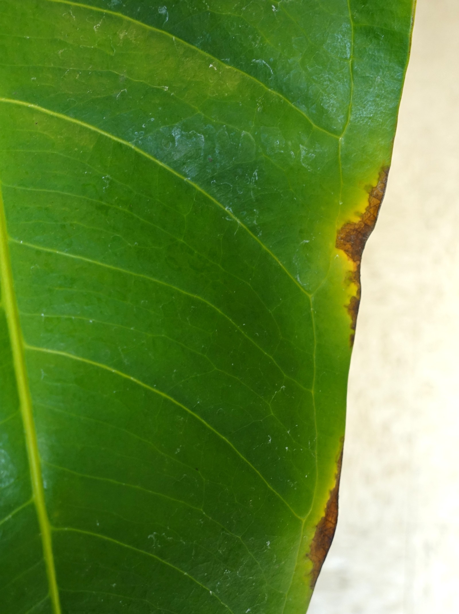 Anthurium leaf with brown damaged tissue along its edge and a surrounding yellow band