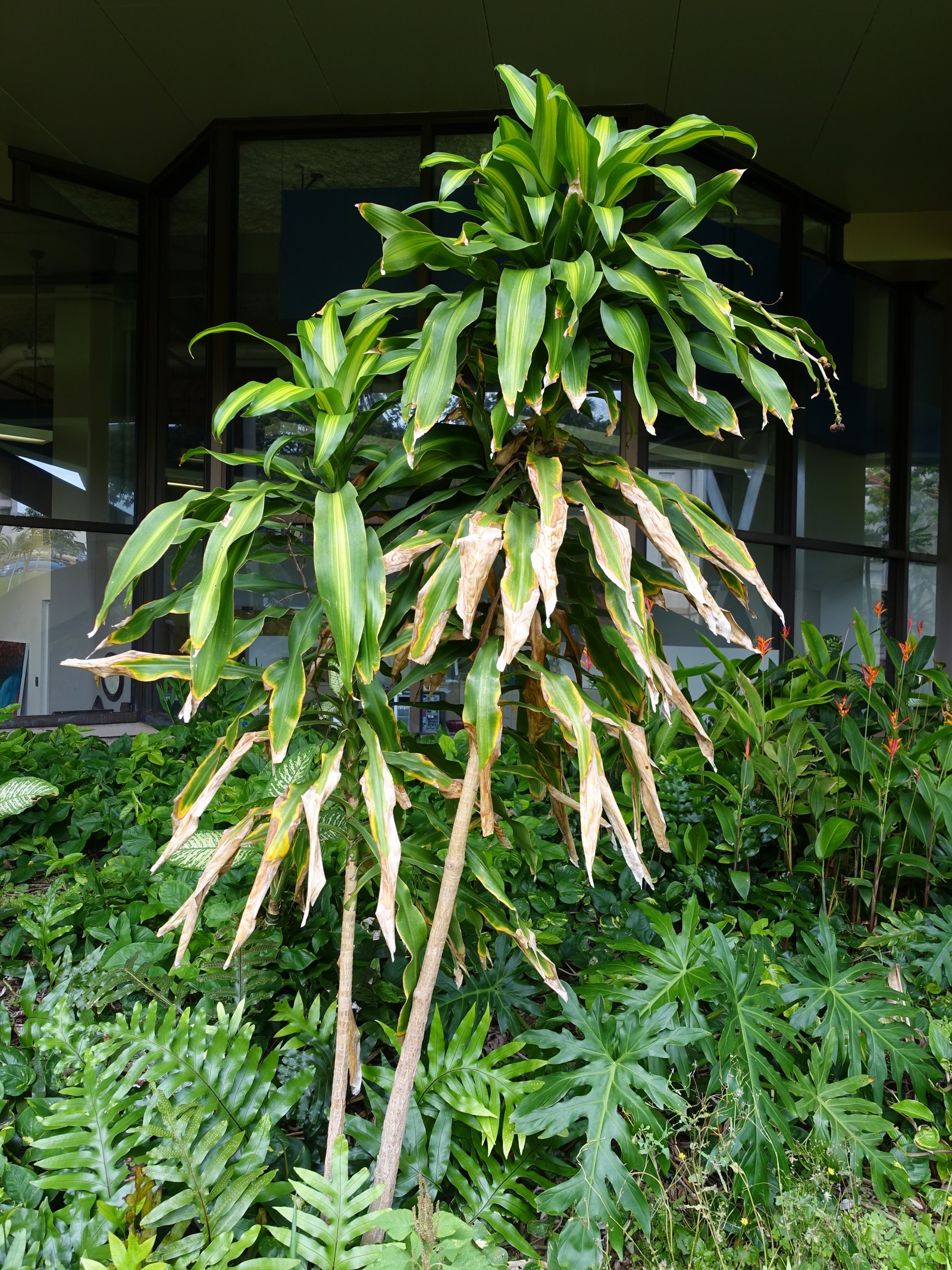 Dracaena with dry tan-brown leaf tips and long browned terminal sections on older leaves