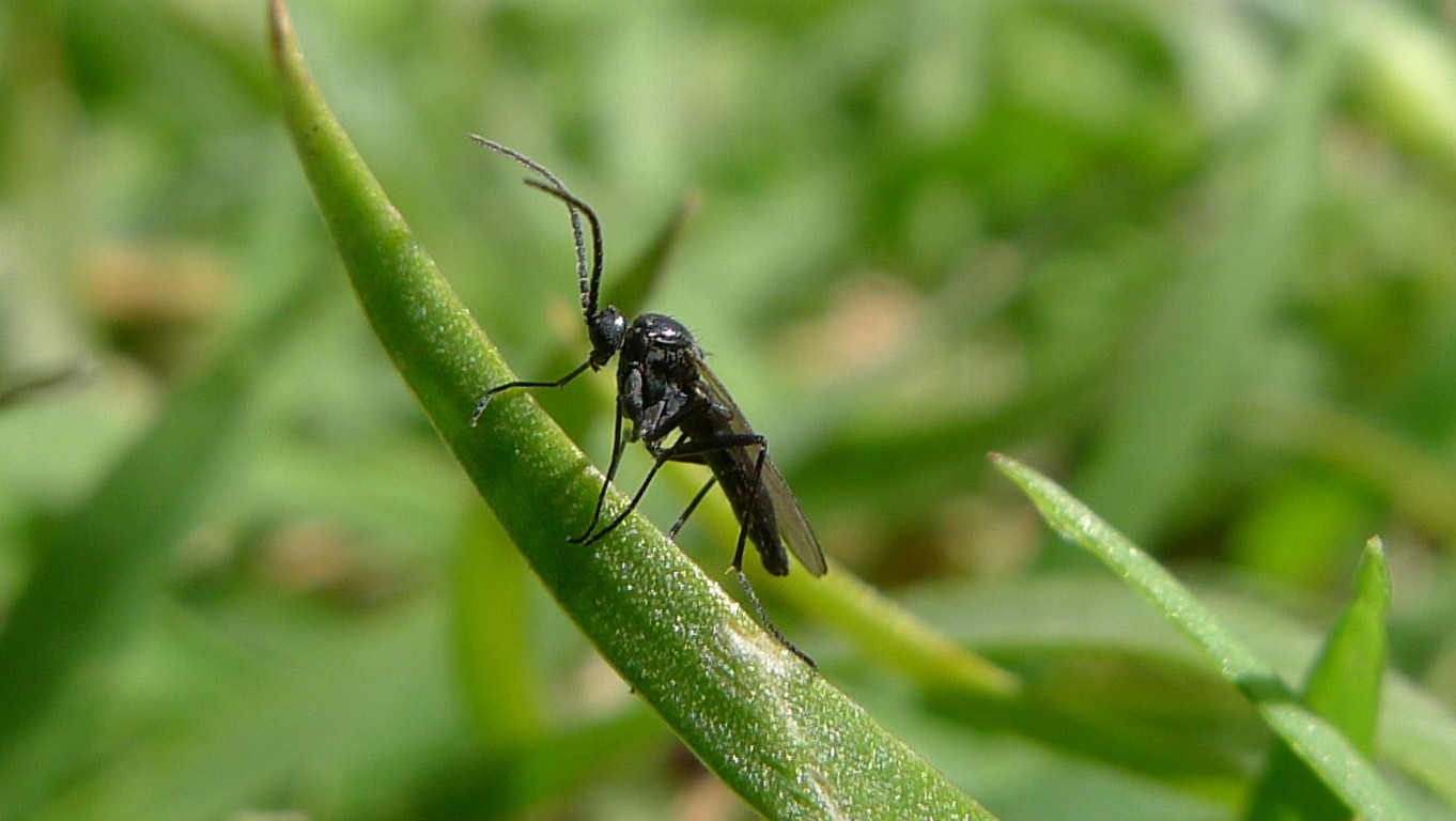 Black adult dark-winged fungus gnat with long legs and segmented antennae on a green stem