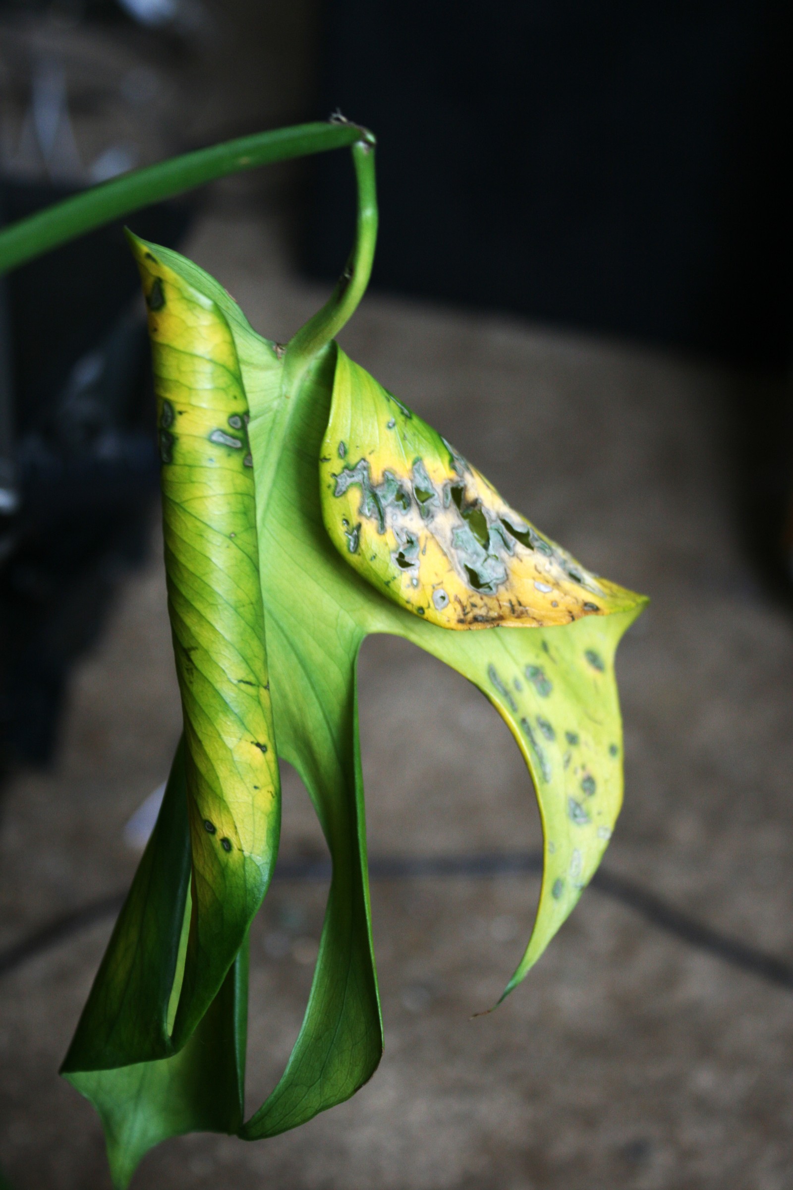 Monstera leaf with large yellow areas, dark damaged patches and curled edges