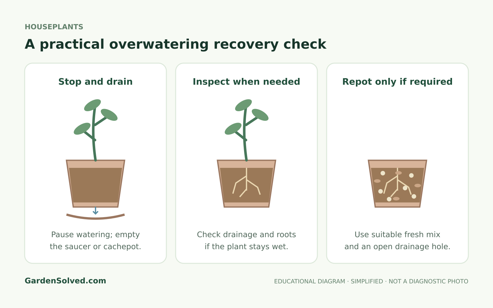 Educational diagram: a practical overwatering recovery check, showing stop and drain, inspect when needed, repot only if required