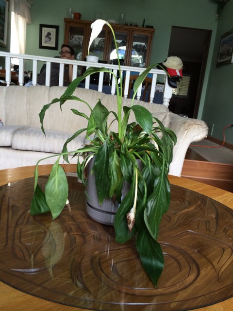 Peace lily in a pot with limp green leaves hanging downward toward a table