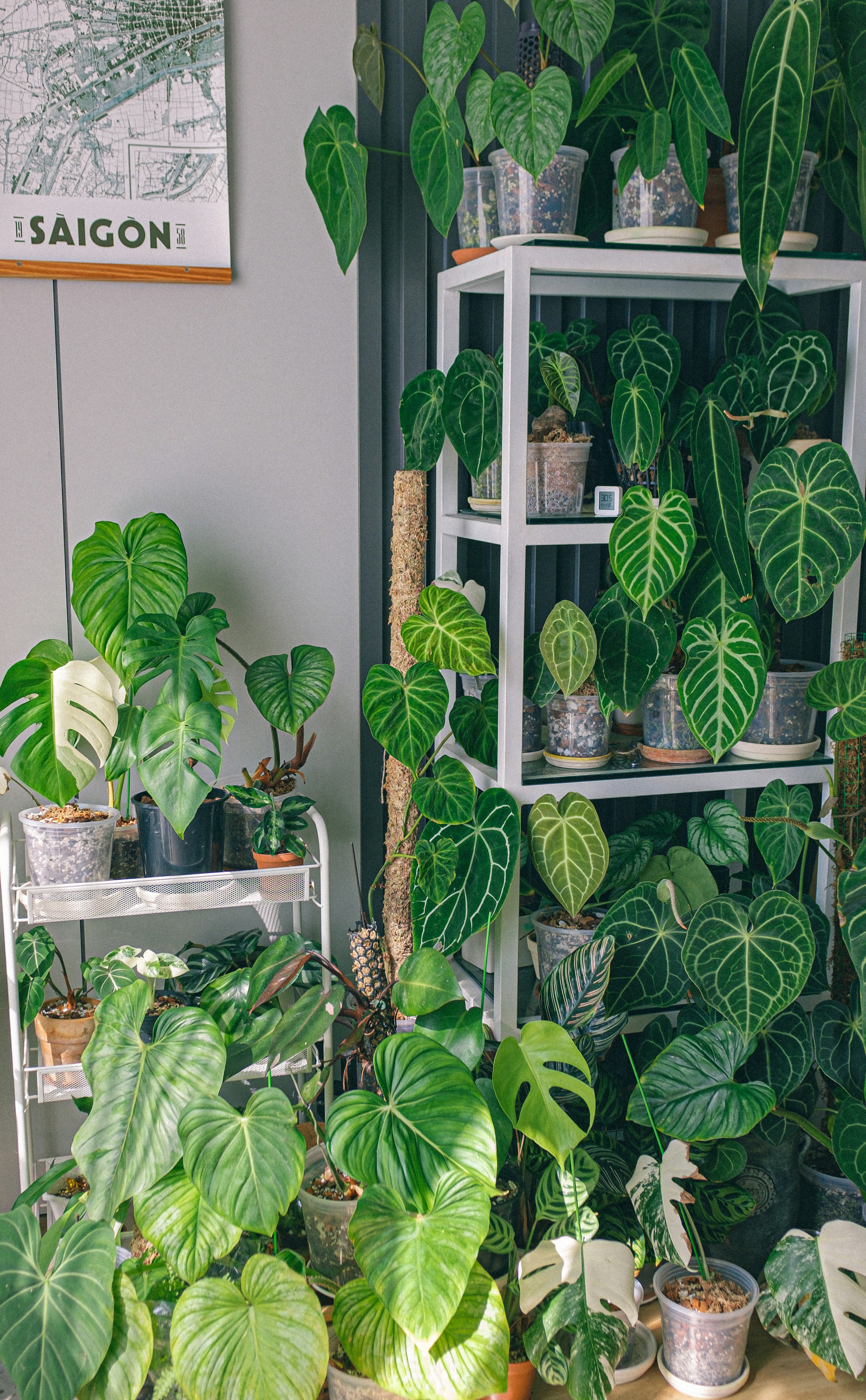 Real indoor collection of healthy green houseplants in natural light