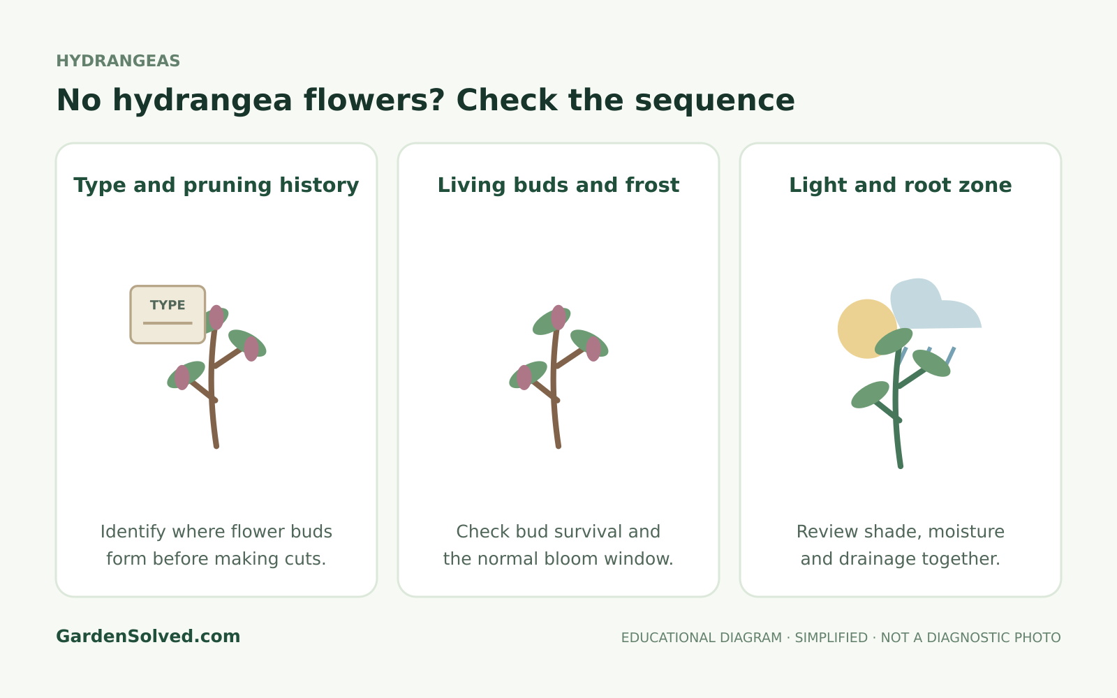 Educational diagram showing pruning, winter damage and light checks for a hydrangea that is not blooming
