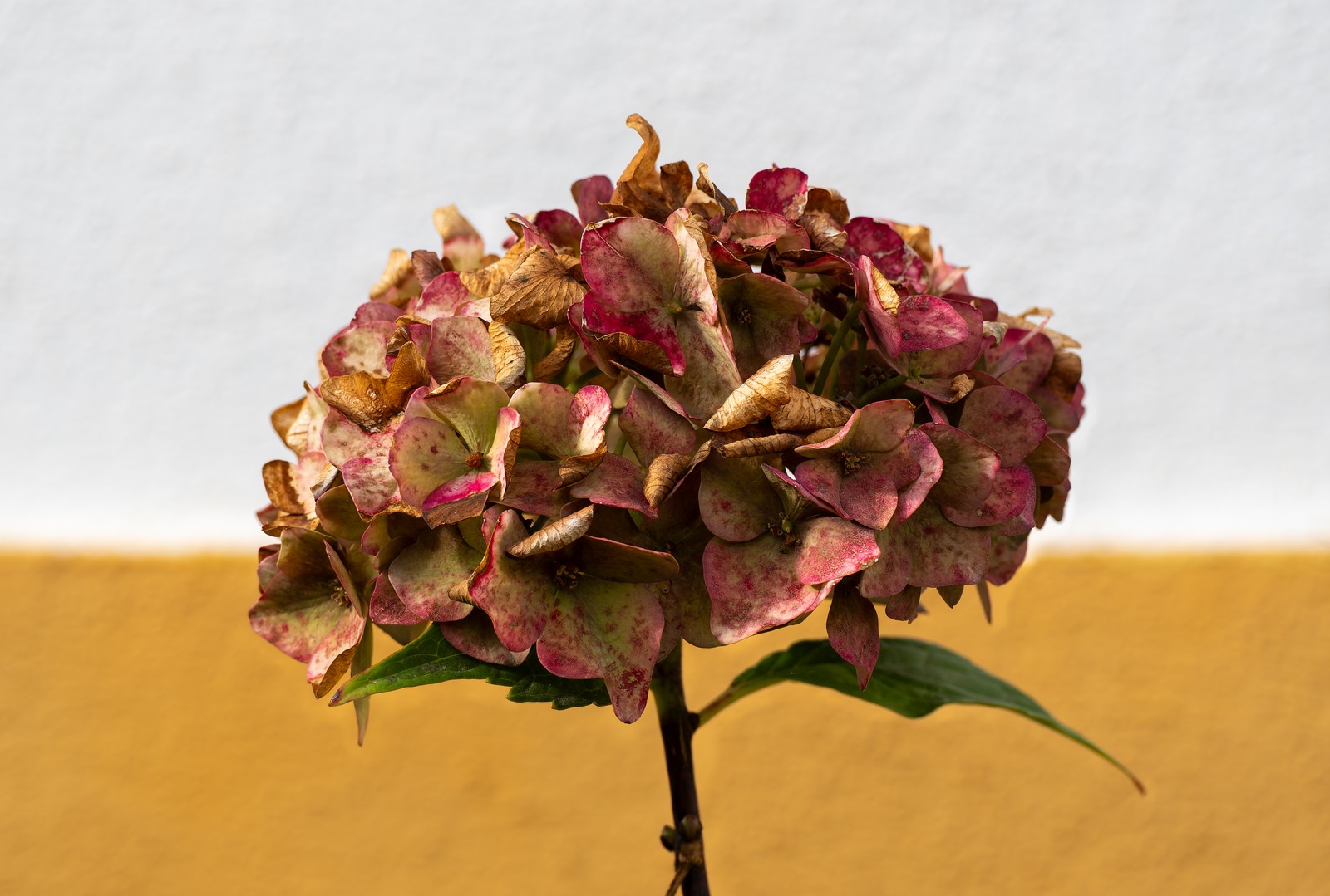 Hydrangea flower head with brown and faded petals