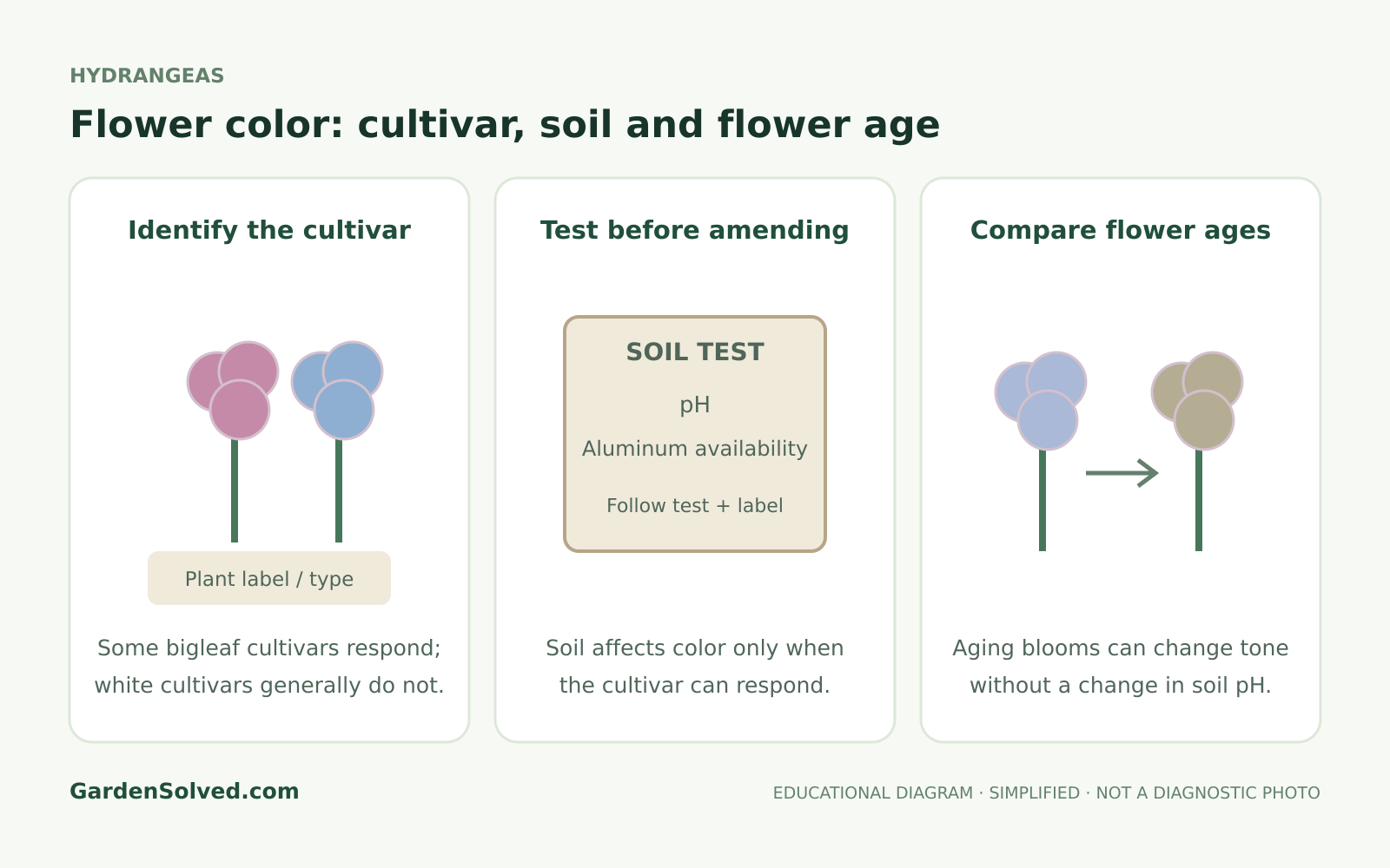 Educational diagram showing hydrangea flower color shifts with cultivar, aging and soil conditions