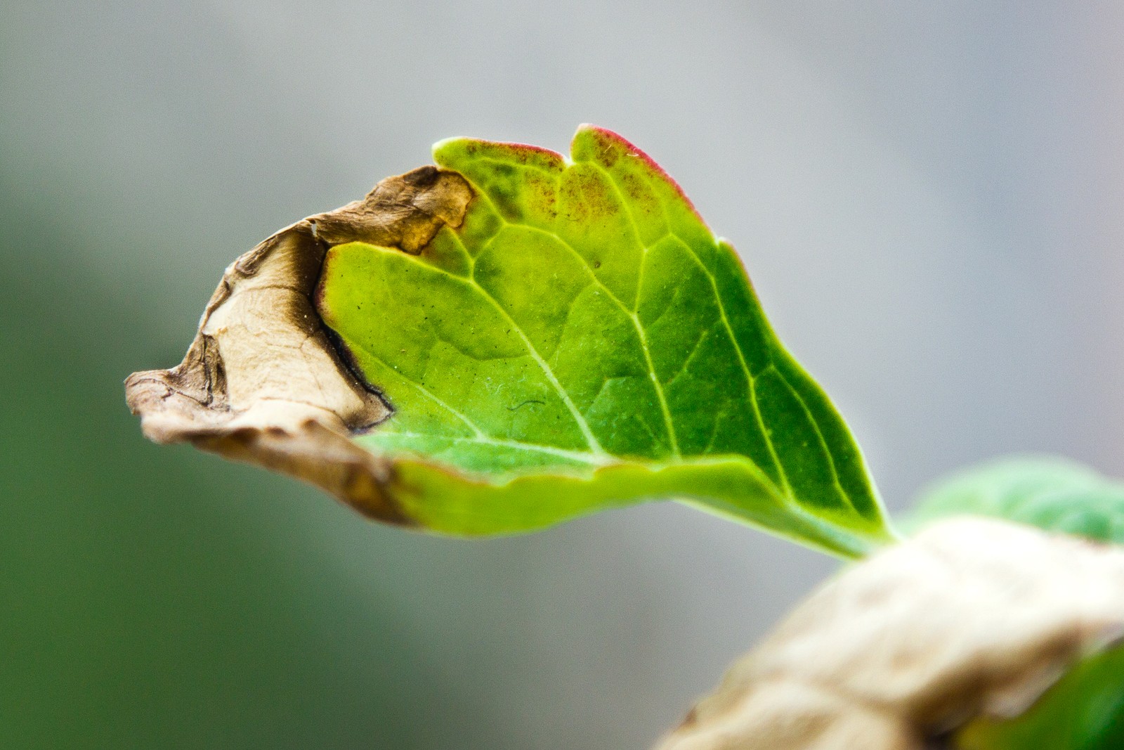 Hydrangea leaf with visibly curled and rolled margins