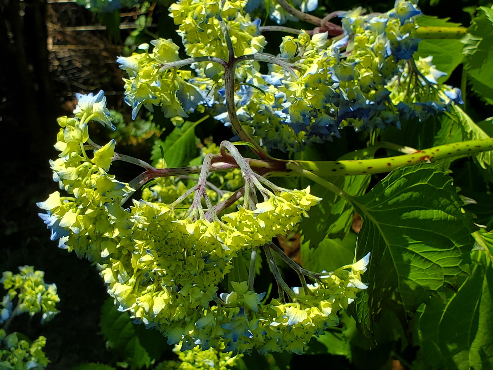 Hydrangea flower heads drooping on bending stems