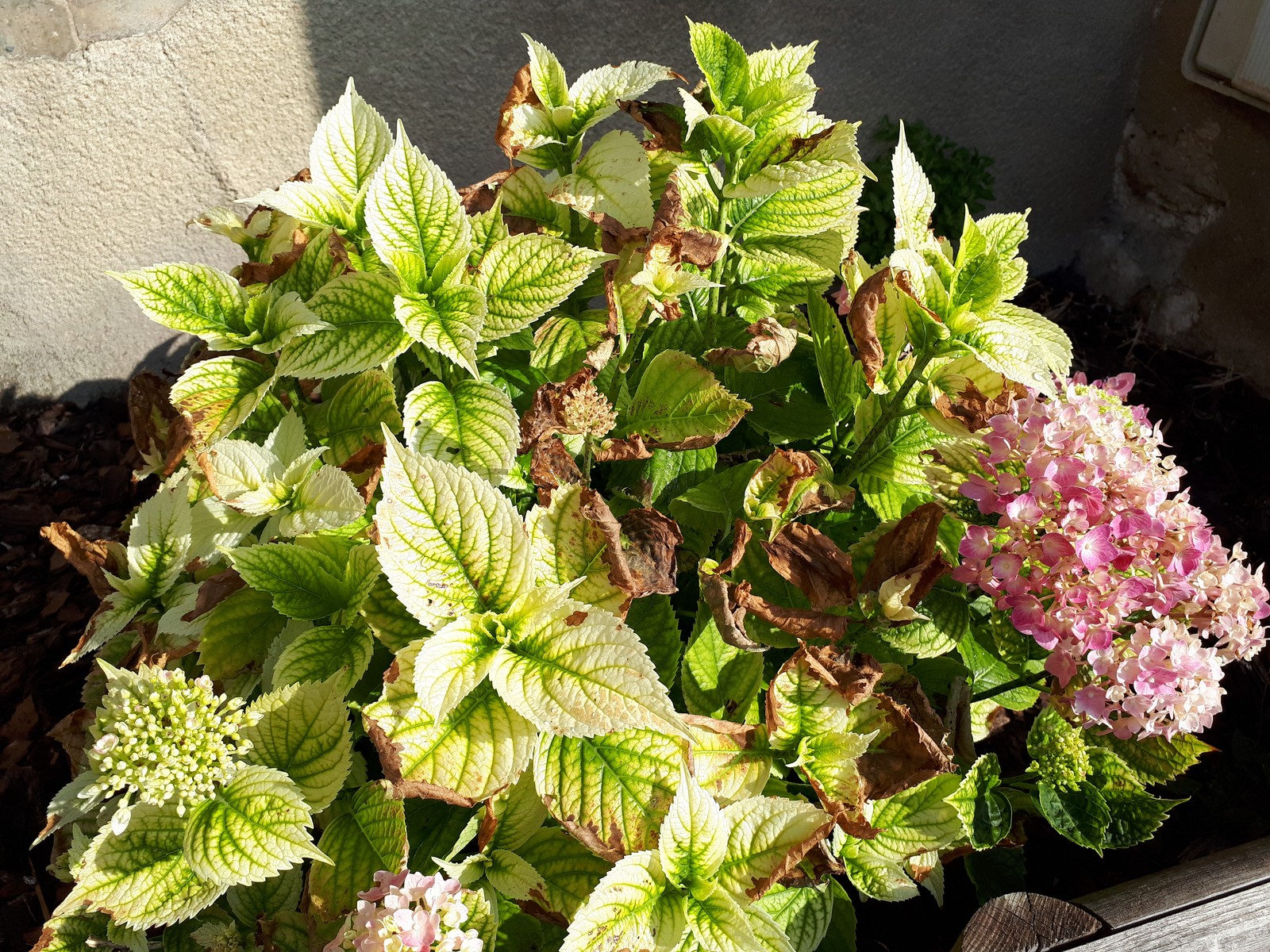 Hydrangea leaf showing pale yellow tissue between greener veins