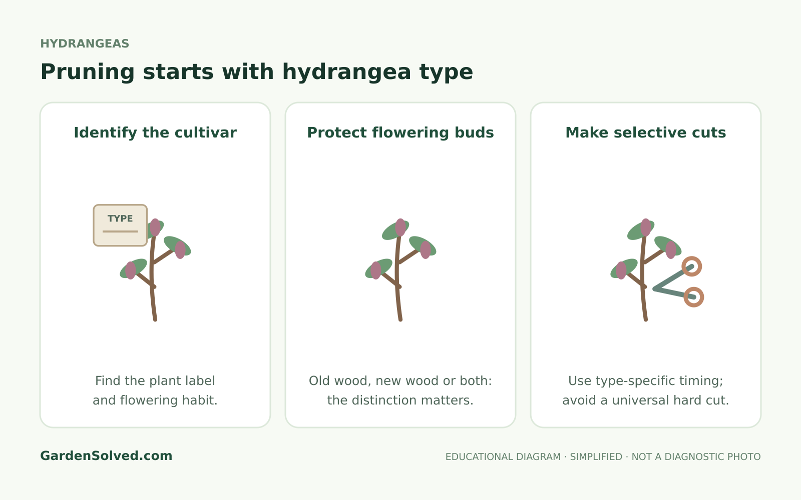 Educational diagram showing old-wood and new-wood hydrangea pruning timing
