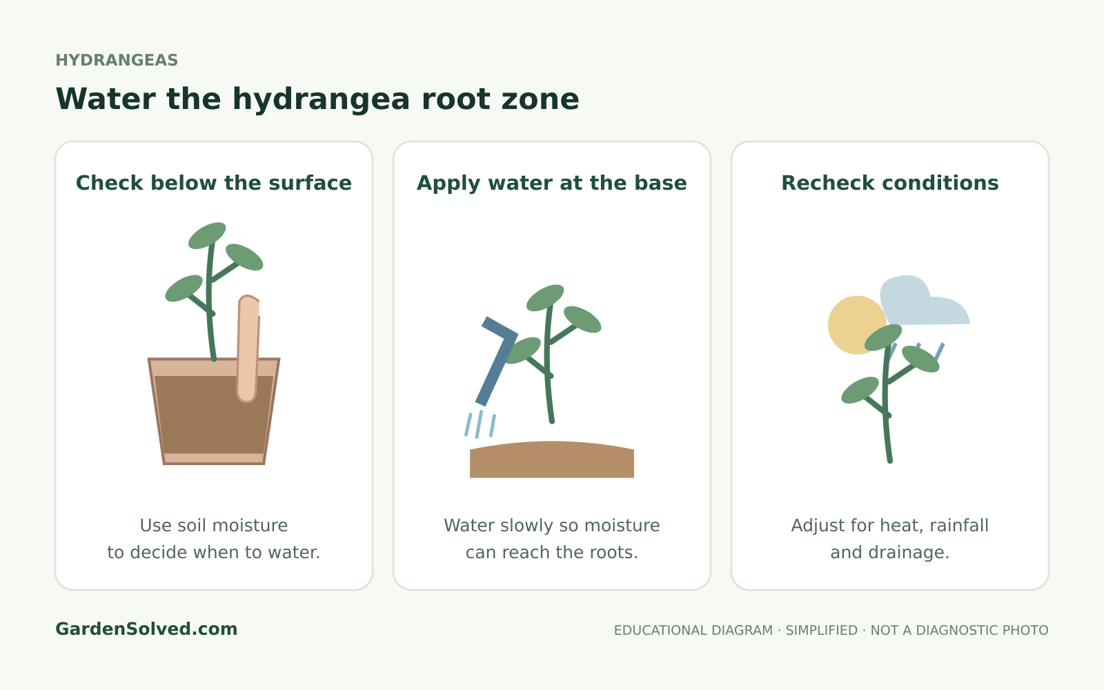 Educational diagram showing soil-level hydrangea watering and root-zone moisture checks