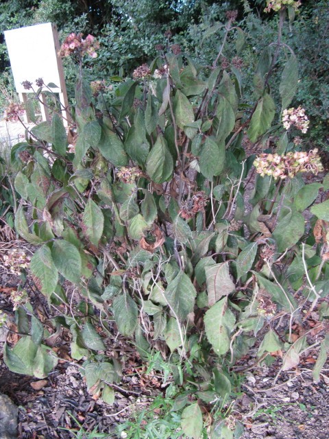 Hydrangea leaves visibly drooping and wilting