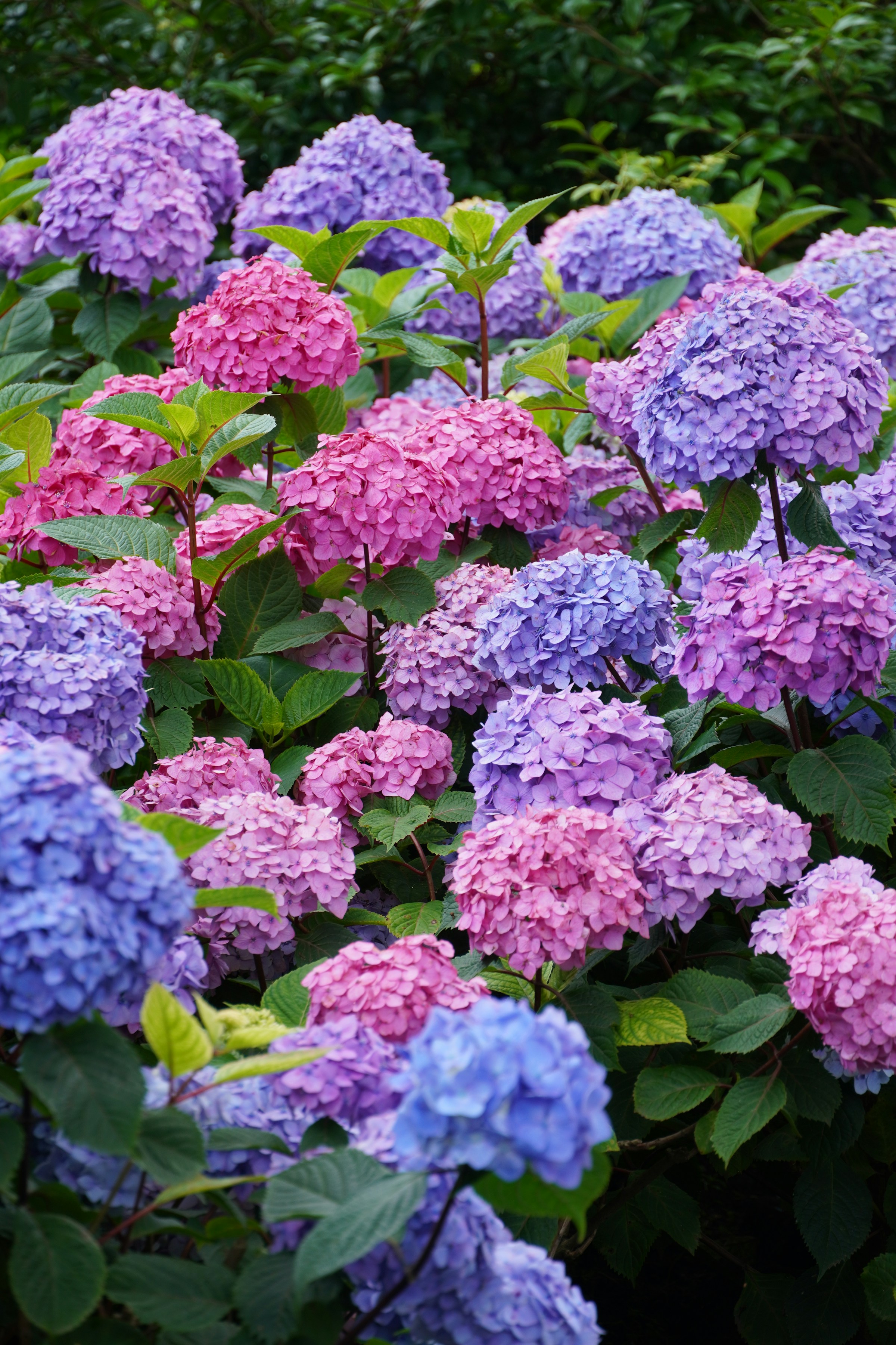 Real pink, purple, and blue hydrangeas blooming in a garden