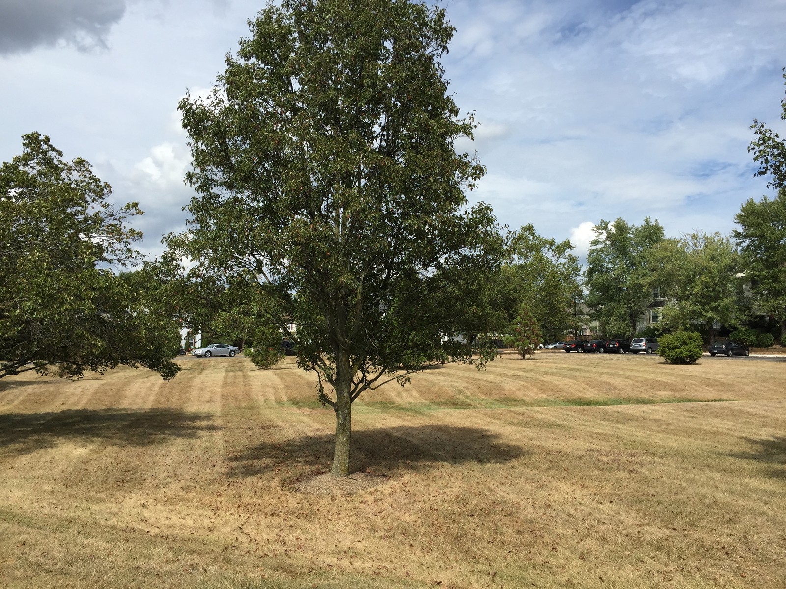 Broad straw-brown lawn beneath green trees with a narrow greener strip farther back