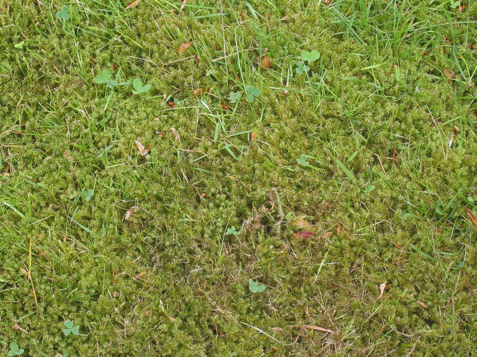 Sparse grass blades across a lawn surface mostly covered by moss, with scattered clover plants