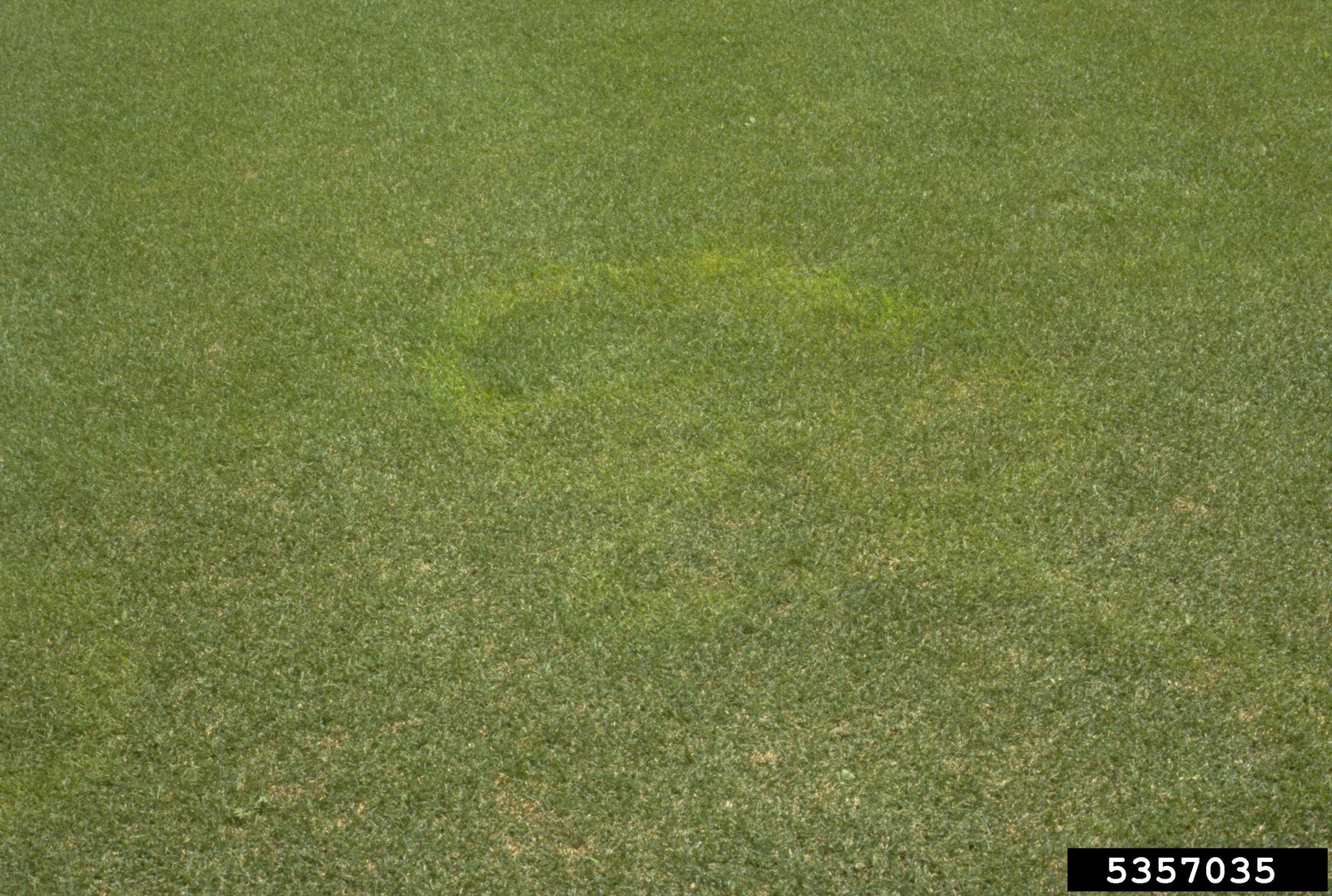 Closely mown green lawn with scattered pale yellow-tan patches and the source image number at the lower right