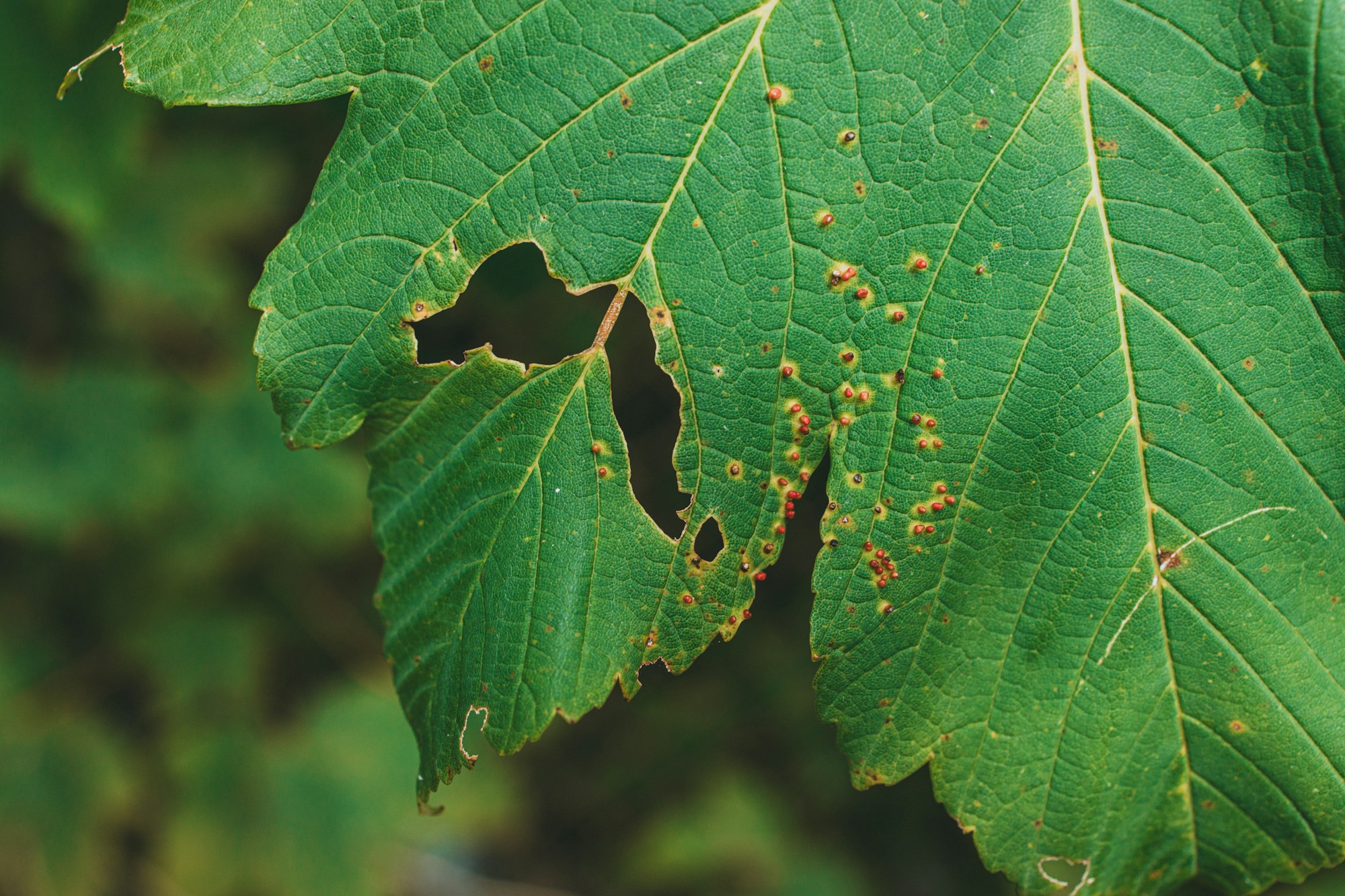 Real green leaf showing brown spots and visible damage
