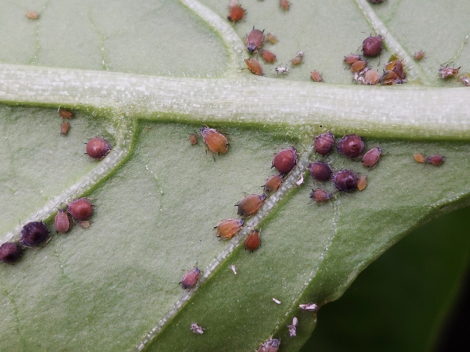 Aphid colony clustered along veins on the underside of a bell pepper leaf