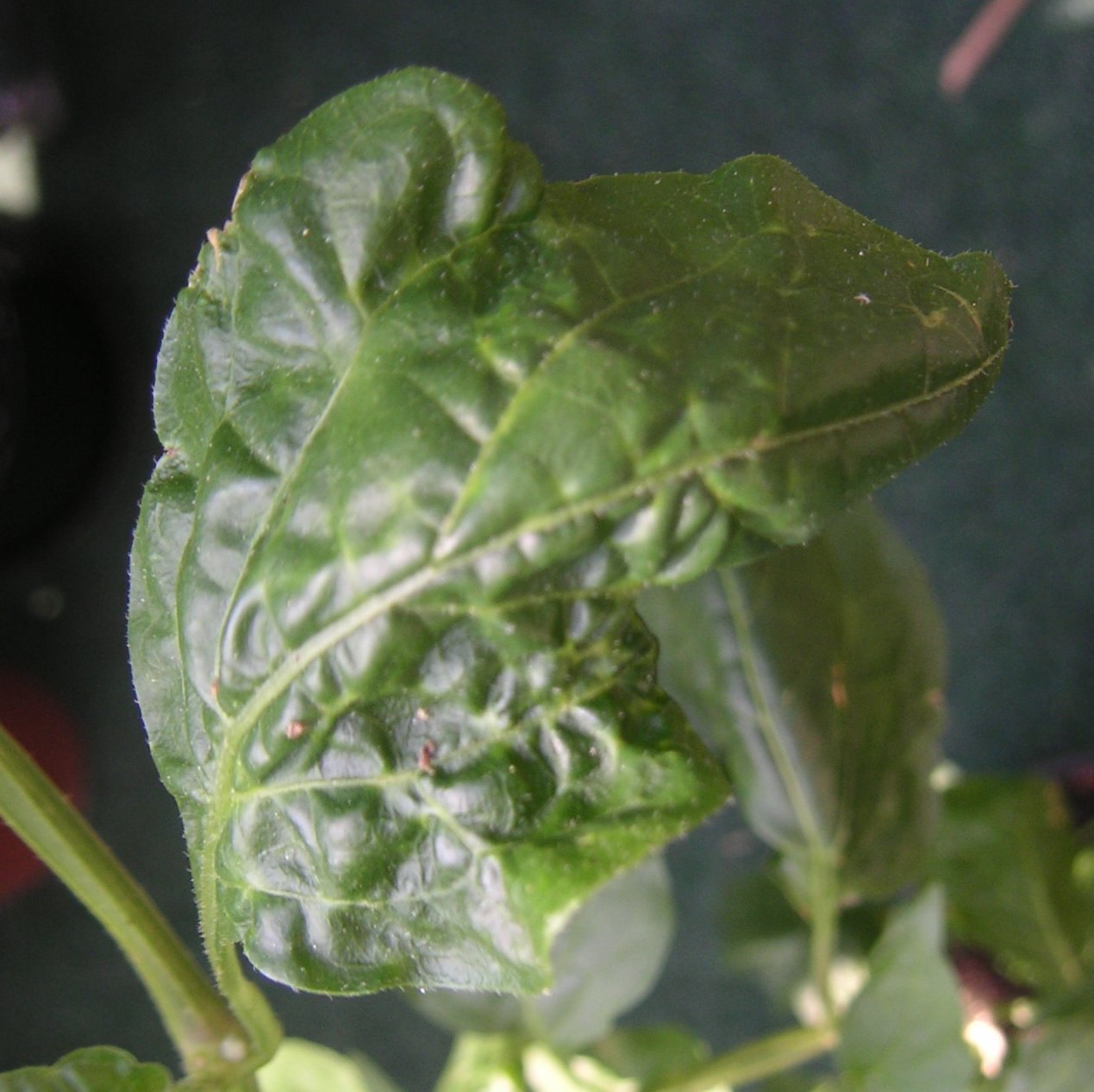 Bell pepper leaves with folded and distorted blades after an aphid attack