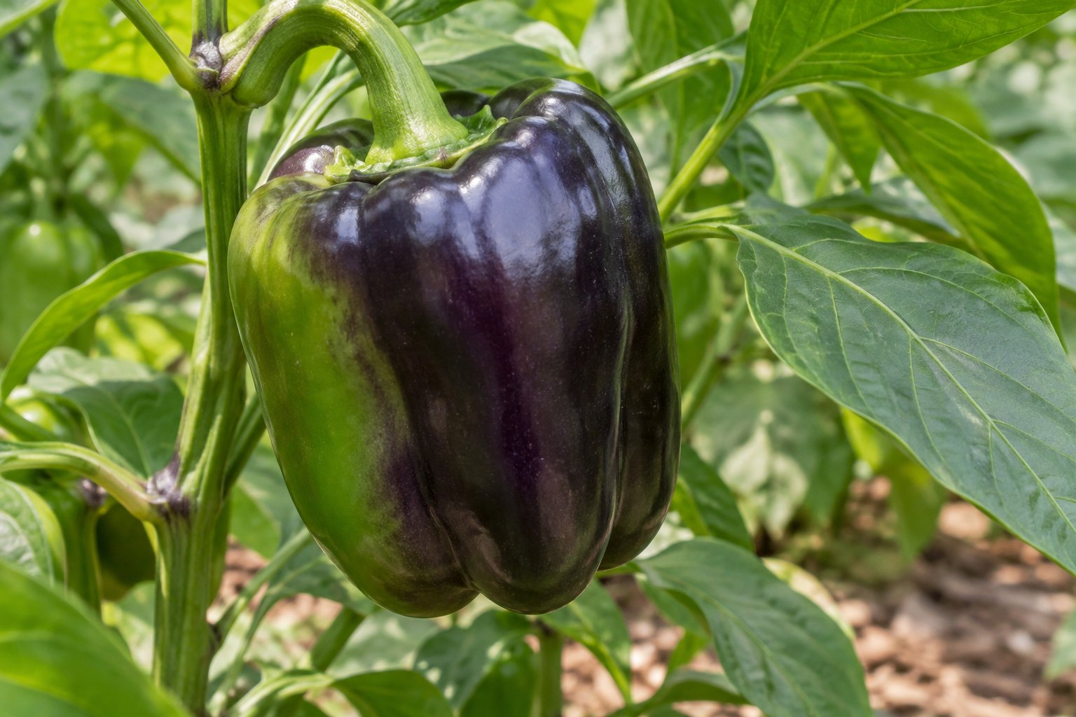 Illustration of a firm bell pepper with smooth dark purple pigmentation and an intact green stalk