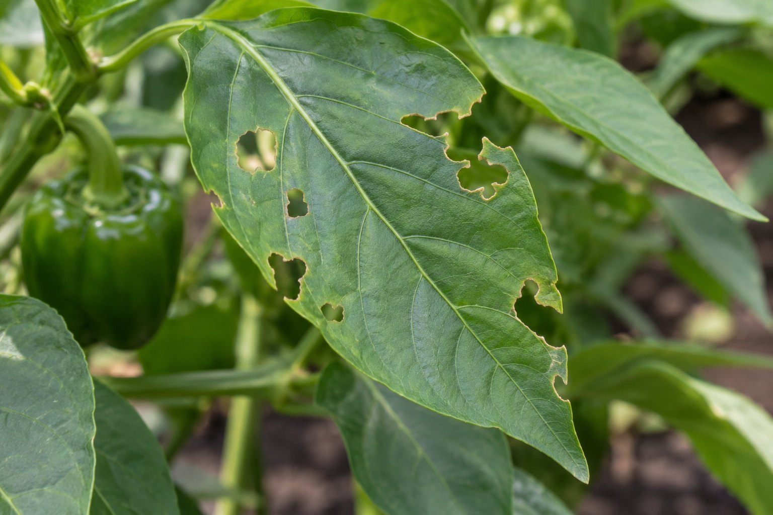 Illustration of a smooth pointed pepper leaf with irregular chewed holes and missing edge tissue