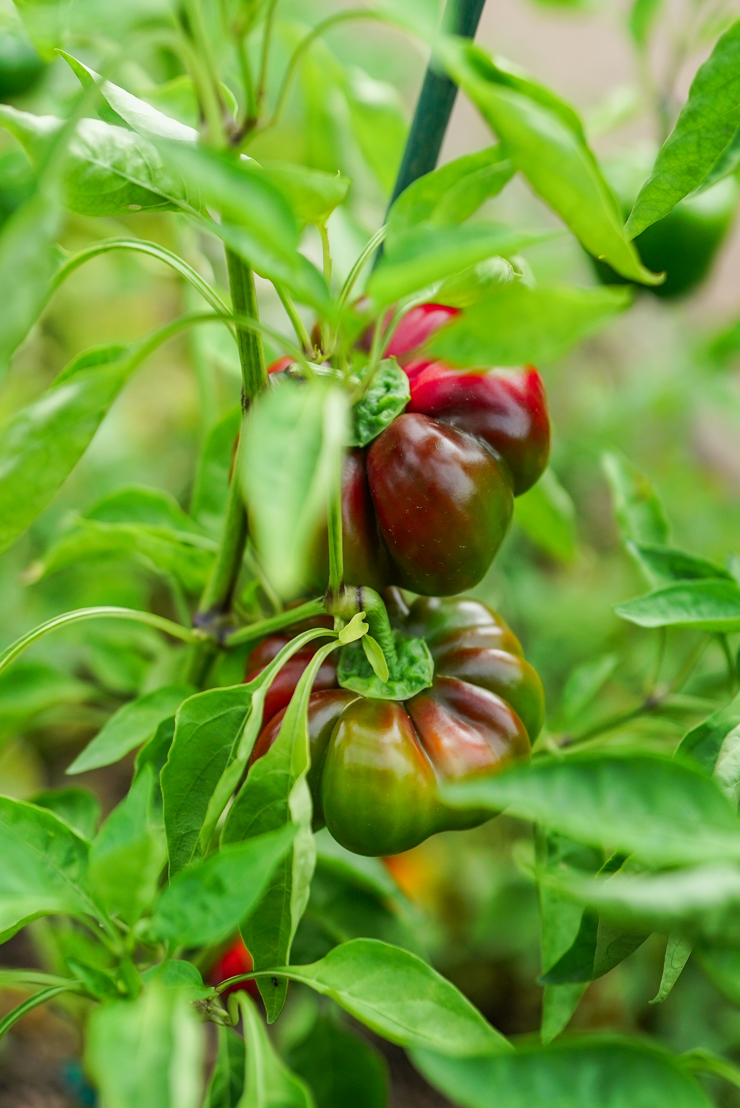 Real intact green and red peppers on a plant used as a firm-fruit baseline before comparing actual shallow corky cracks or deeper fissures