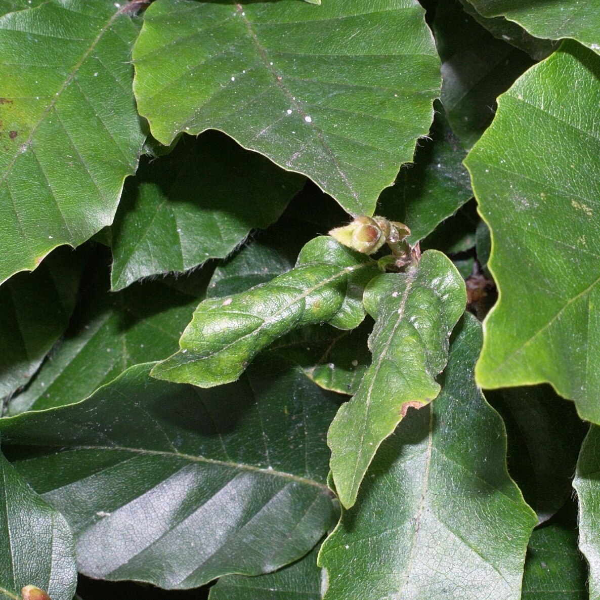 Real beech leaves rolled and marked with brown dying tissue during a woolly beech aphid infestation