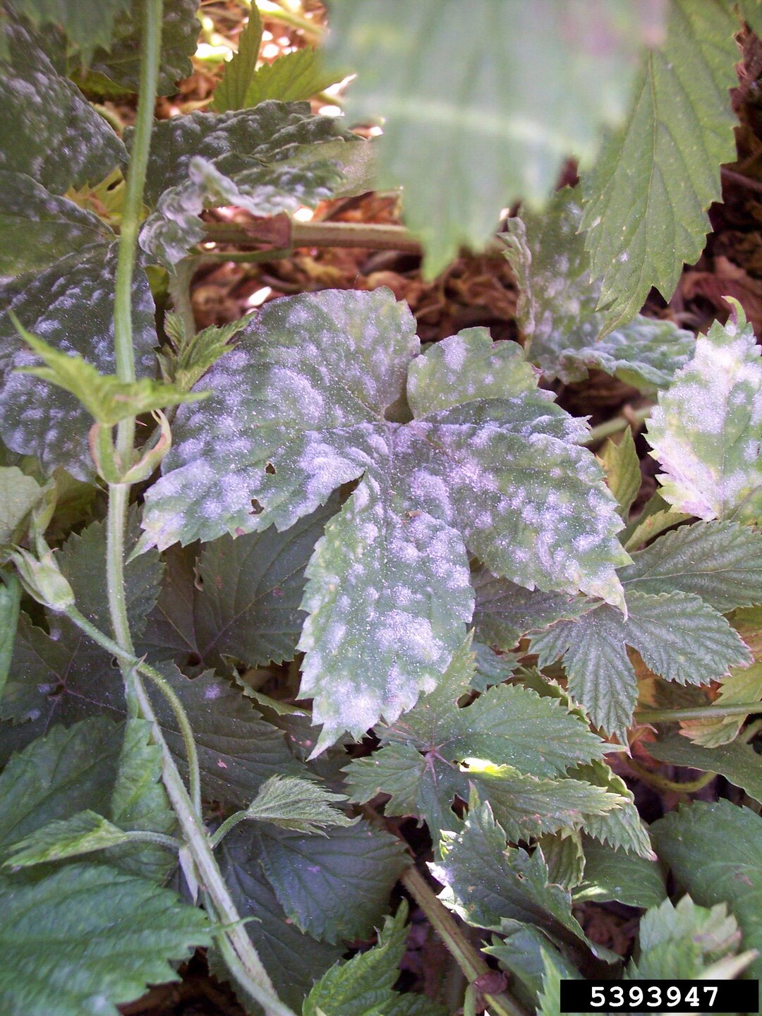 Real hop leaves with white powdery mildew colonies expanding across the leaf surface