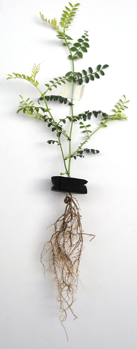 Real chickpea plant showing root rot and associated leaf discoloration with the root system exposed