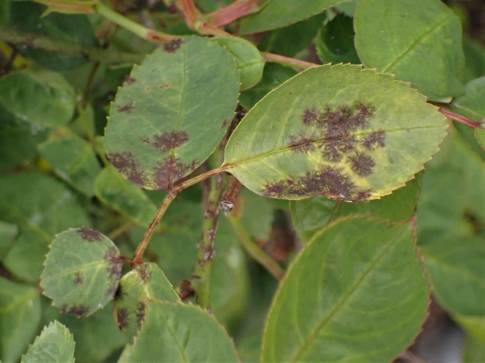 Rose leaflets with irregular dark spots and yellow-green tissue around them