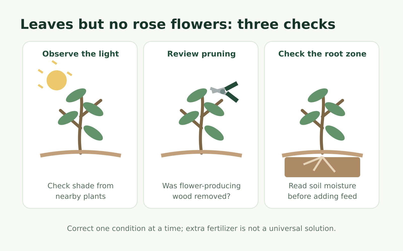 Educational diagram showing light, pruning history and root-zone checks for poor rose flowering