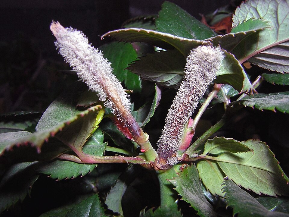 Rose buds and flower stalks covered with dense gray fuzzy growth