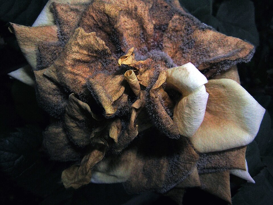 Rose flower with tightly crumpled brown petals and dark fuzzy growth