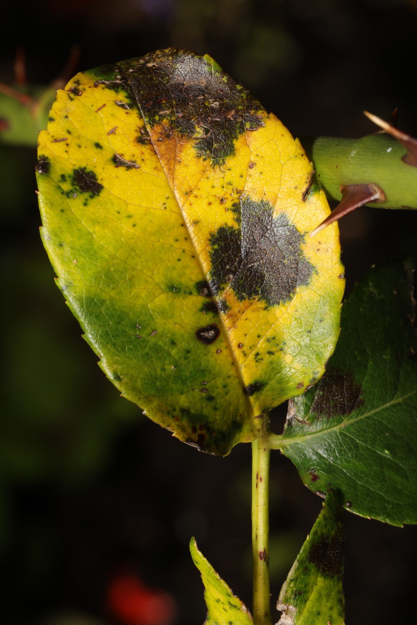Detached yellow rose leaflet with dark lesions and damaged edges