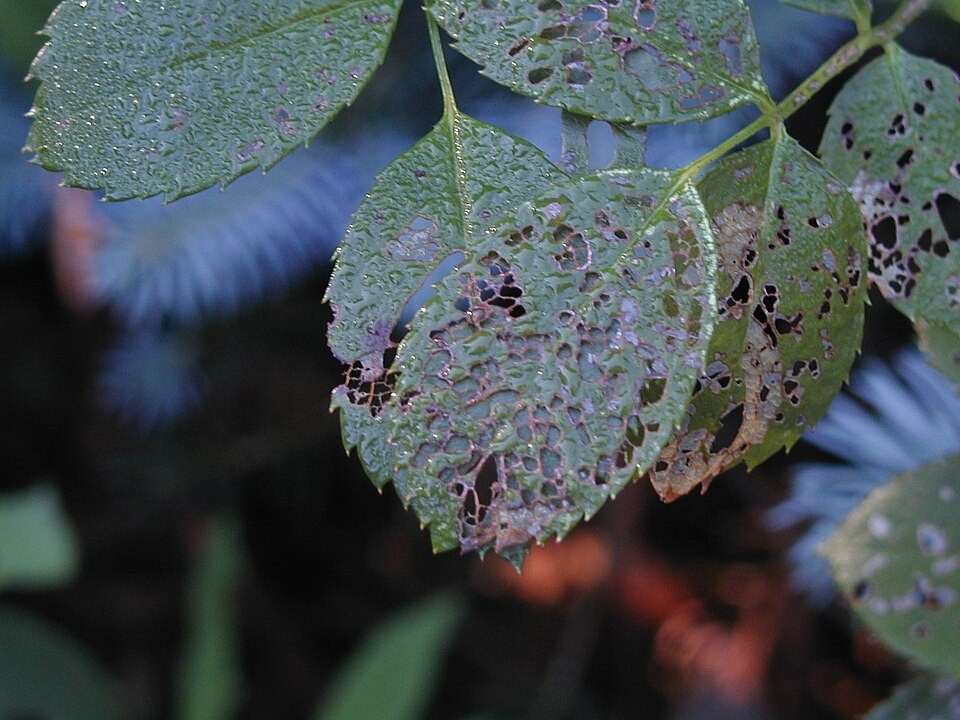 Rose leaflets with extensive missing tissue between the veins