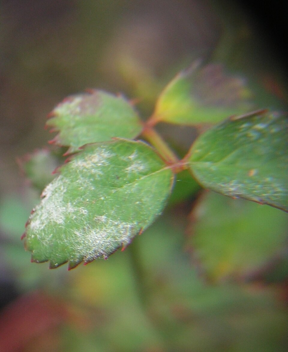 Rose leaflets with pale powder-like growth across the leaf surface