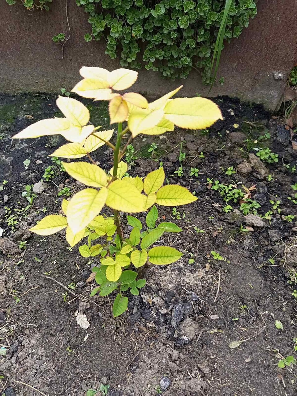 Young rose with very pale yellow upper leaves and greener lower foliage