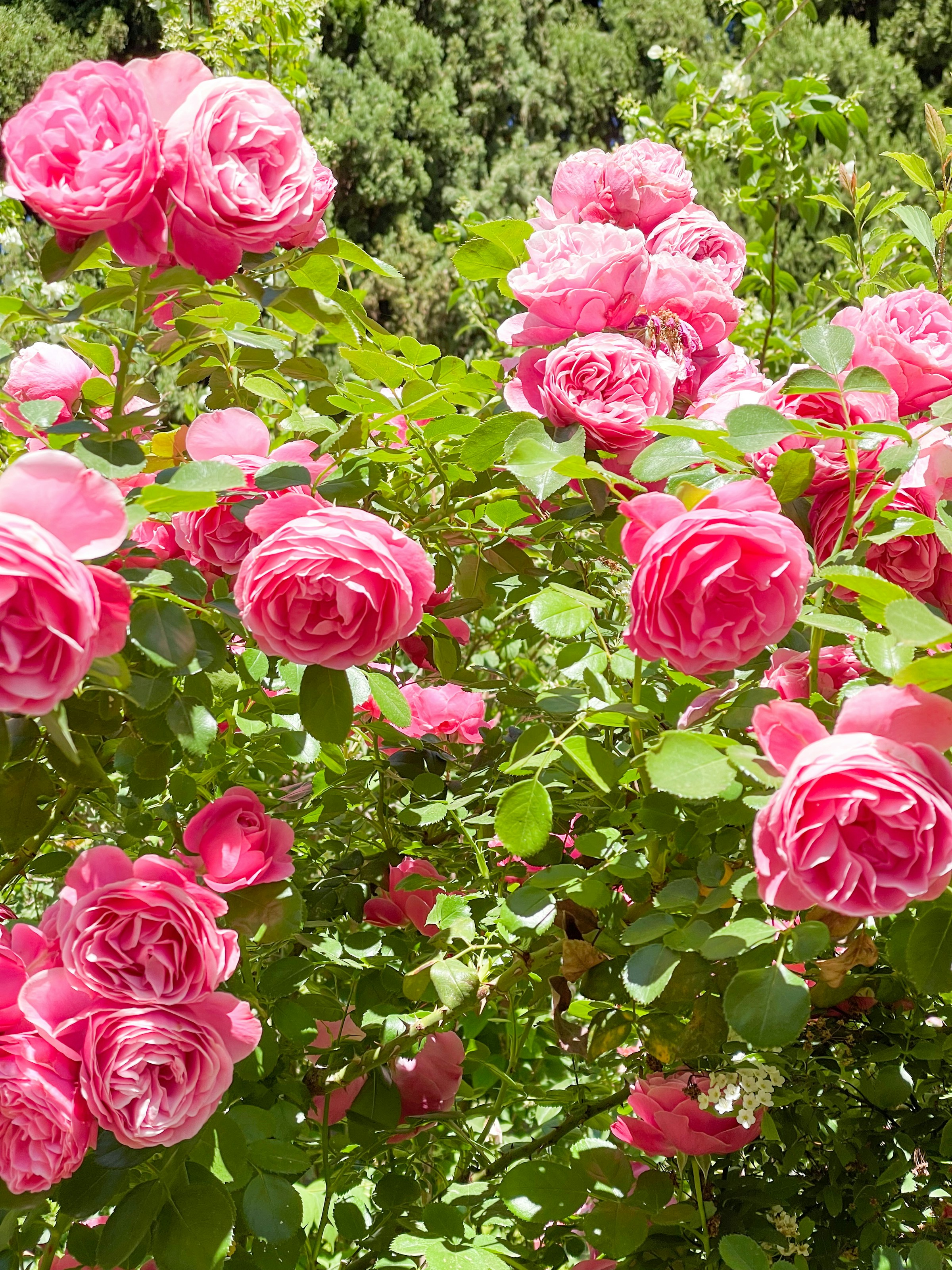 Real pink roses blooming densely in a garden